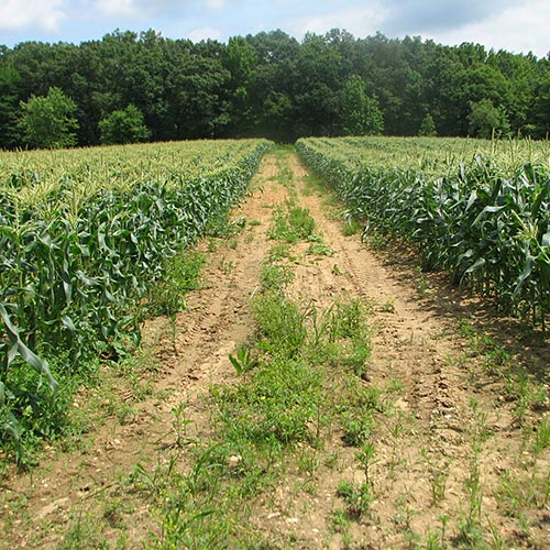 A path through a cornfield.