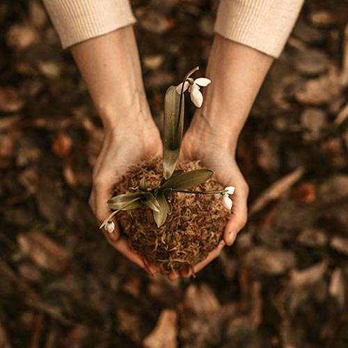 two hands holding a seedling.