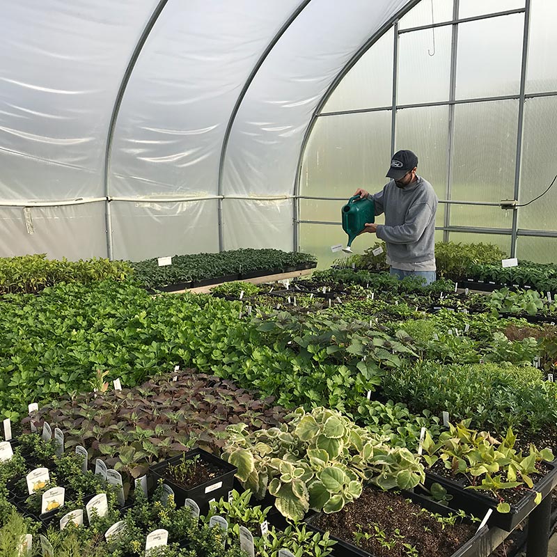 Man watering plants in a greenhouse.